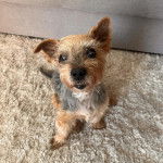 Un Jorkie au pelage tricolore assis sur une moquette