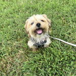 Un Jorkie assis sur un terrain herbeux et qyu est tenu en laisse 