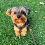 Un Jorkie assis sur une surface herbacée et qui est tenu en laisse 