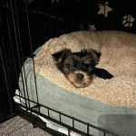 Un Jorkie allongé dans un panier et regardant la caméra 