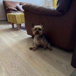 Un Jorkie au pelage bicolore, assis sur un plancher