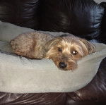 Un Jorkie allongé dans un panier et regardant la caméra 