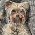 Un Jorkie au pelage tricolore, allongé et regardant la caméra 