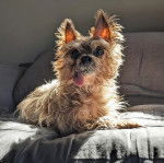 Un Jorkie allongé sur un lit et ayant la langue pendante 