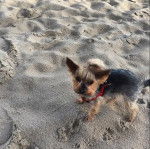 Un Jorkie au pelage tricolore, sur une surface sableuse et regardant la caméra 