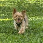 Un Jorkie marchant sur un terrain herbeux et portant un harnais 