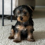 Un Jorkie au pelage tricolore, assis sur une moquette