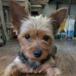 Un Jorkie au pelage bicolore, allongé sur un plancer et regardant la caméra 