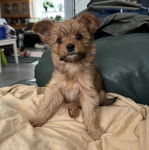 Un Jorkie assis et regardant la caméra 