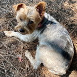 Un Jorkie au pelage tricolore, allongé sur une surface herbacée et regardant la caméra 