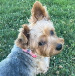 Un Jorkie au pelage bicolore, allongé sur une surface herbacée et portant un foulard 