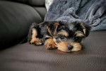 Un Jorkie allongé sur un canapé et regardant vers la caméra 