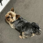 Un Jorkie au pelage tricolore, allongé et regardant la caméra 