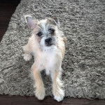 Un Jorkie au pelage bicolore, allongé sur un tapis et regardant la caméra 