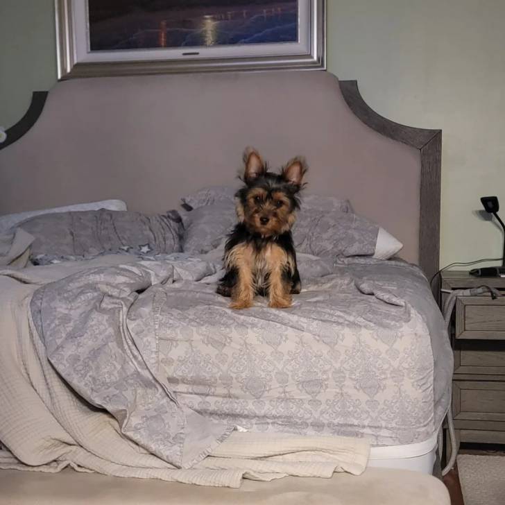 Un Jorkie au pelage bicolore, assis sur un lit et regardant la caméra 