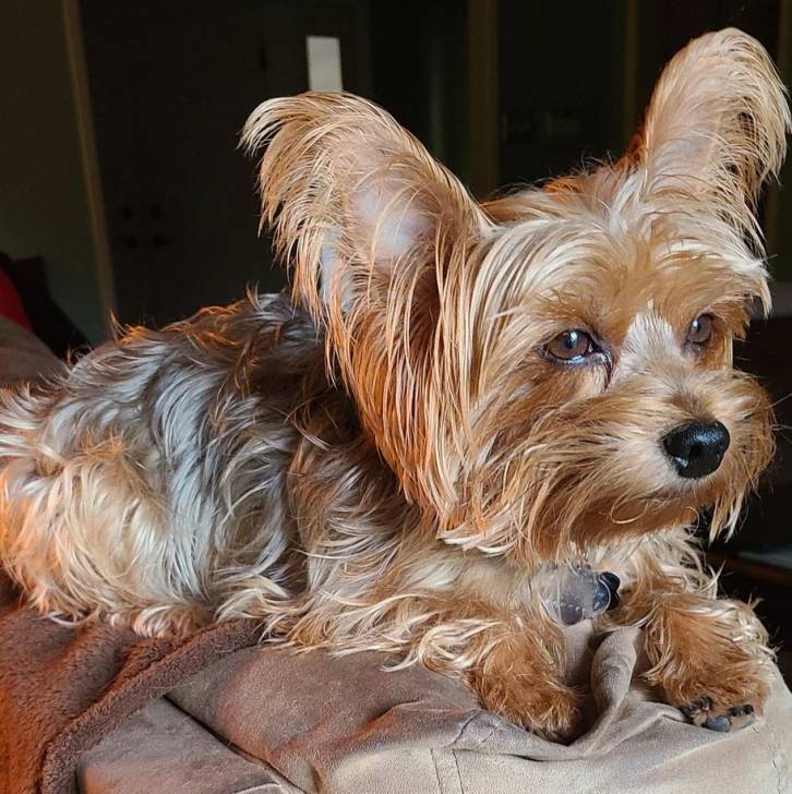 Un Jorkie au pelage bicolore, allongé sur un canapé