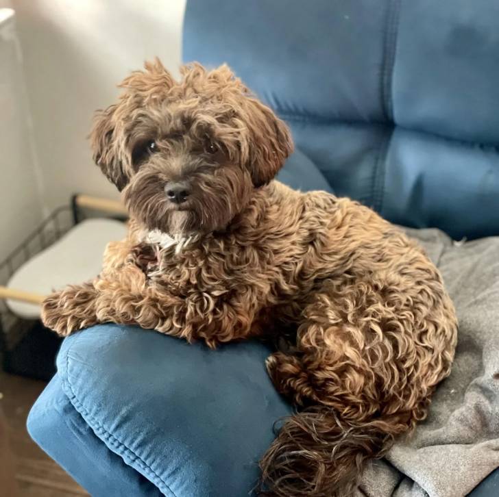 Un Jorkie au pelage bicolore, allongé sur un canapé et regardant la caméra 