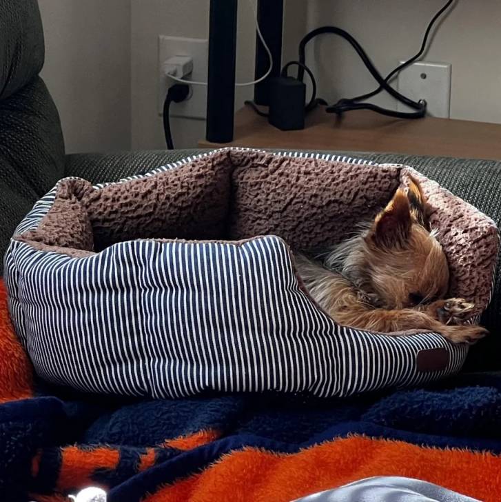 Un Jorkie au pelage tricolore, allongé dans un panier 