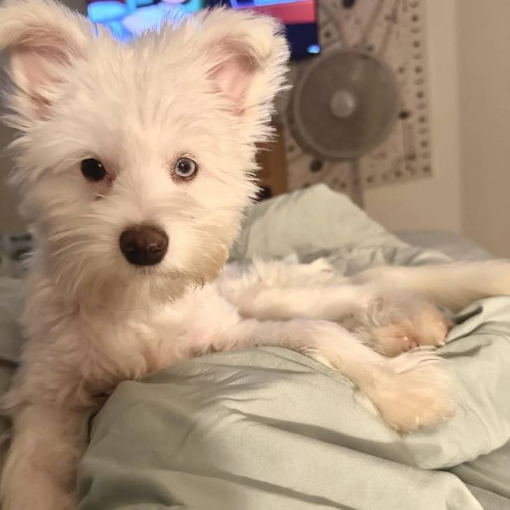 Un Jorkie au pelage blanc, allongé sur un lit et regardant la caméra 
