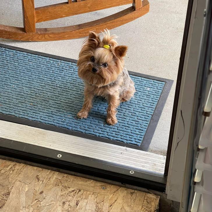 Un Jorkie au pelage bicolore, assis sur un tapis et regardant la caméra