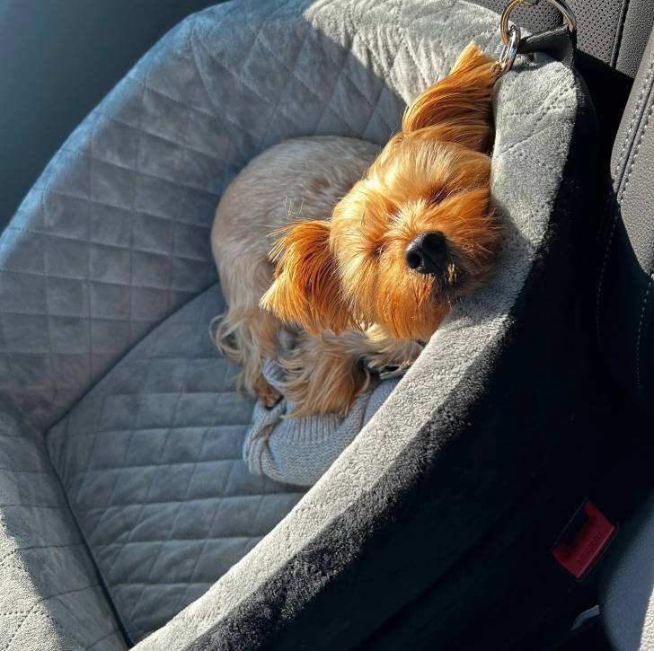 Un Jorkie au pelage bicolore, allongé dans un panier et semblant dormir 