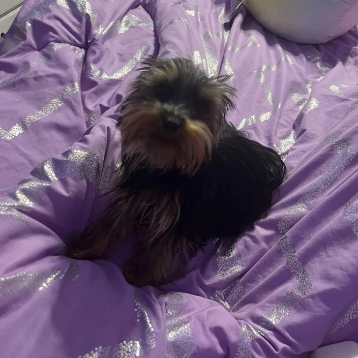 Un Jorkie au pelage bicolore, assis sur un lit et regardant la caméra 