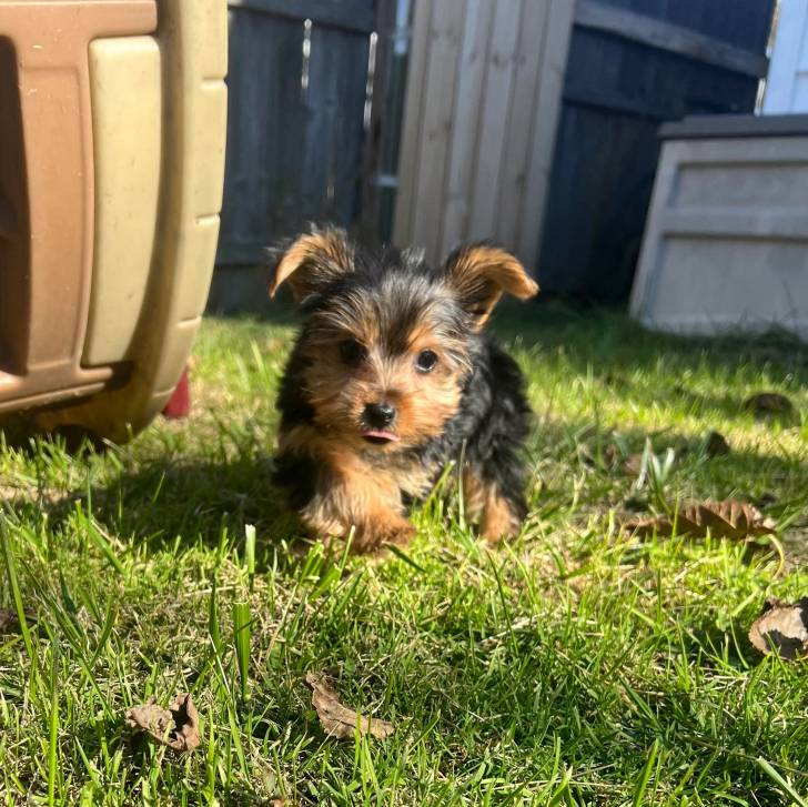 Un chiot Jorkie au pelage bicolore, allongé sur une surface herbacée et regardant la caméra 