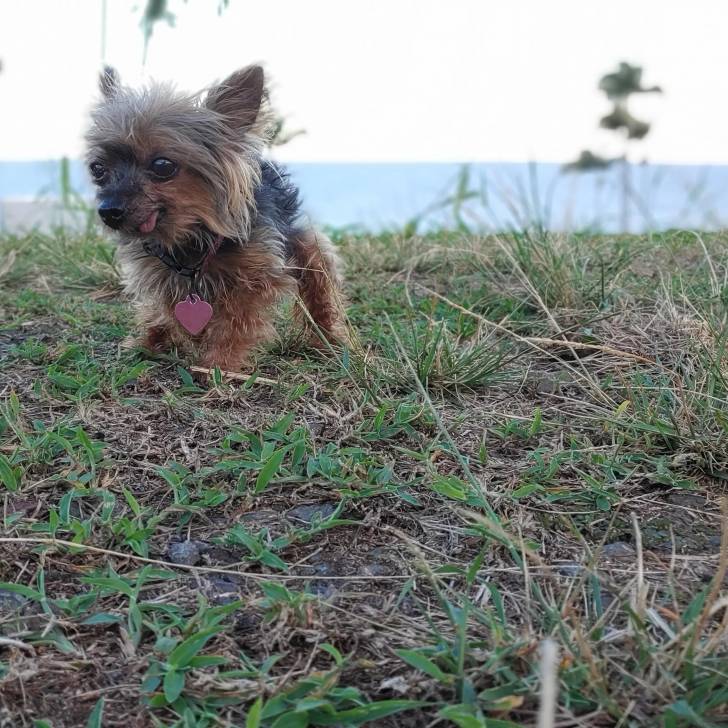 Un Jorkie au pelage bicolore, sur un terrain herbeux et portant un collier autour du cou 