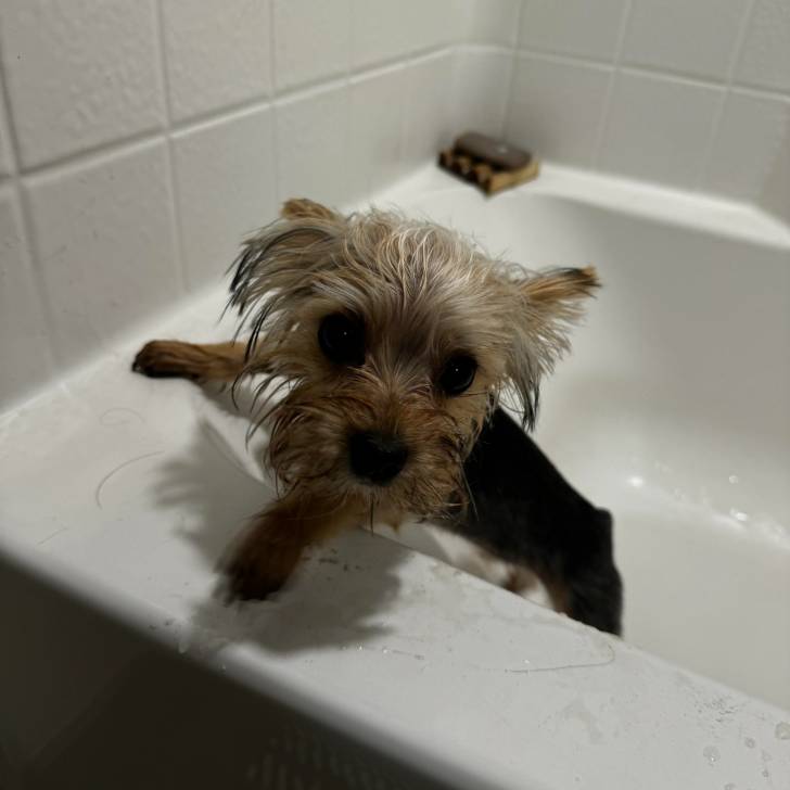 Un Jorkie au pelage mouillé, dans une baignoire et regardant la caméra 