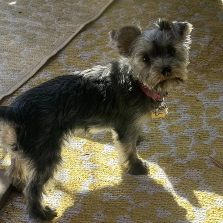Un Jorkie au pelage bicolore, regardant la caméra et portant un collier autour du cou 