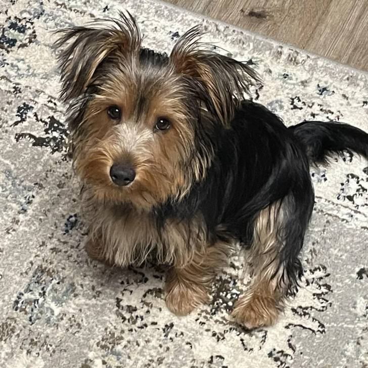 Un Jorkie au pelage bicolore, assis sur un tapis et regardant la caméra 