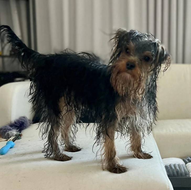 Un Jorkie au pelage mouillé, se tenant à quatre pattes sur un canapé