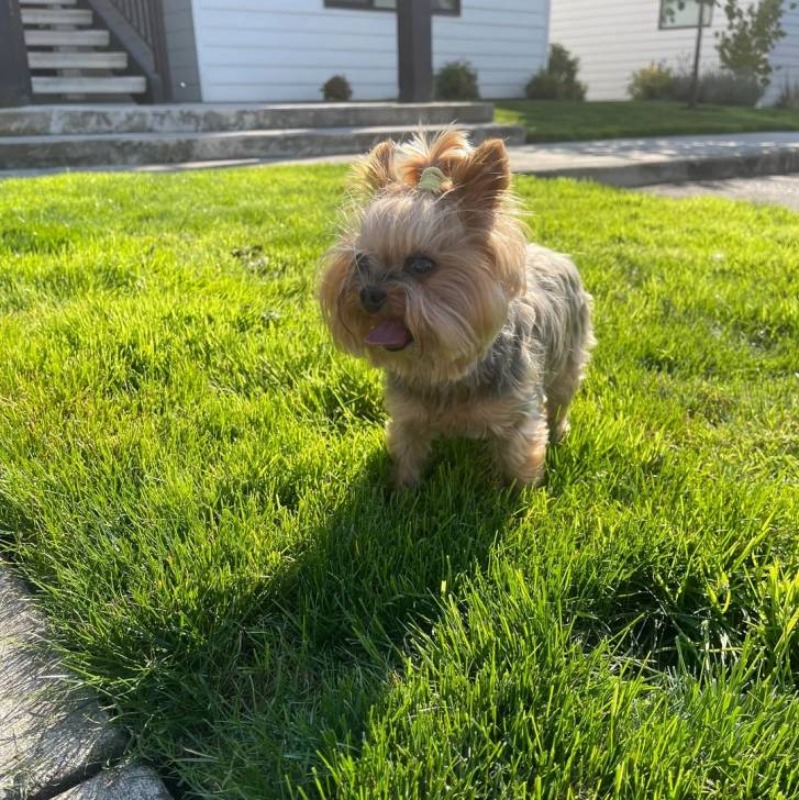 Un Jorkie au pelage bicolore, se tenant à quatre patte sur une surface gazonnée et tirant la langue 