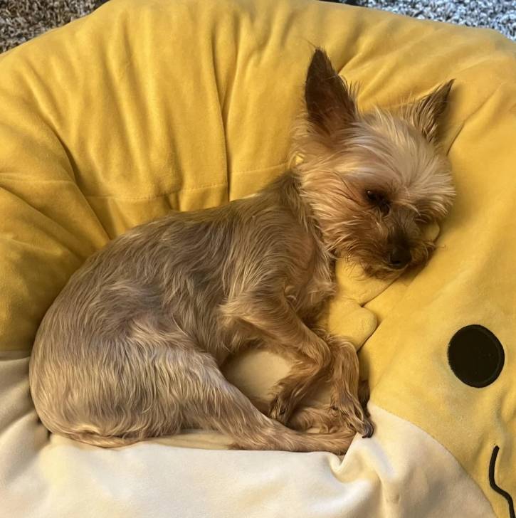 Un Jorkie au pelage unicolore, allongé dans un panier et regardant la caméra 