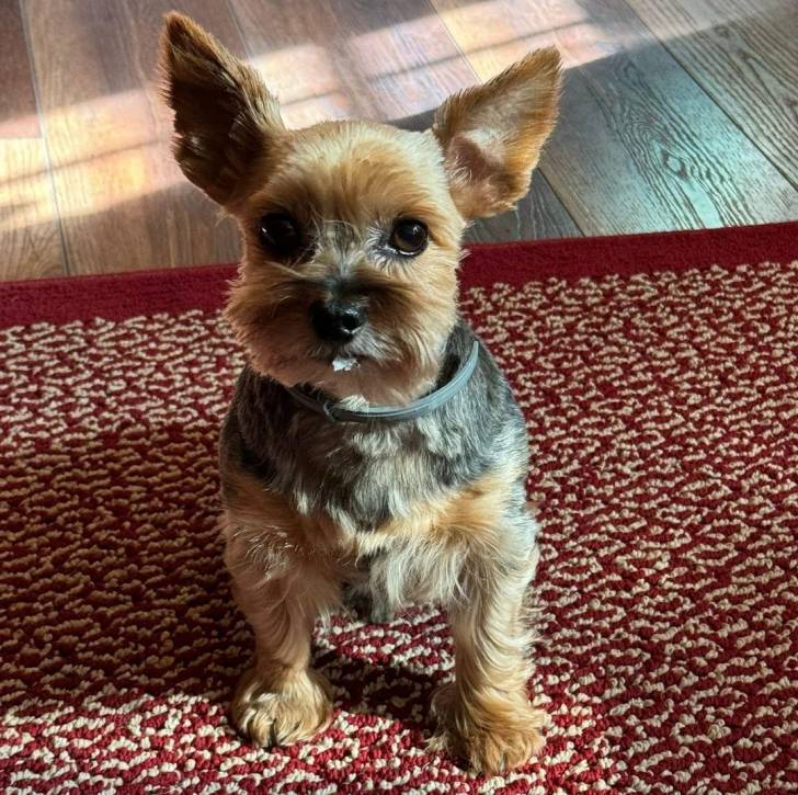 Un Jorkie au pelage bicolore, assis sur un tapis et portant un collier autour du cou 