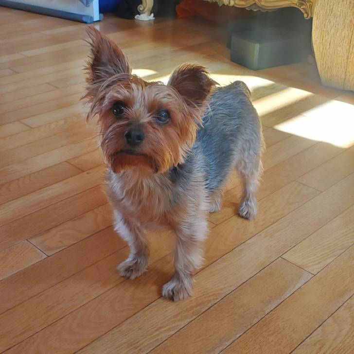Un Jorkie au pelage tricolore, se tenant à quatre pattes sur un plancher et regardant la caméra 