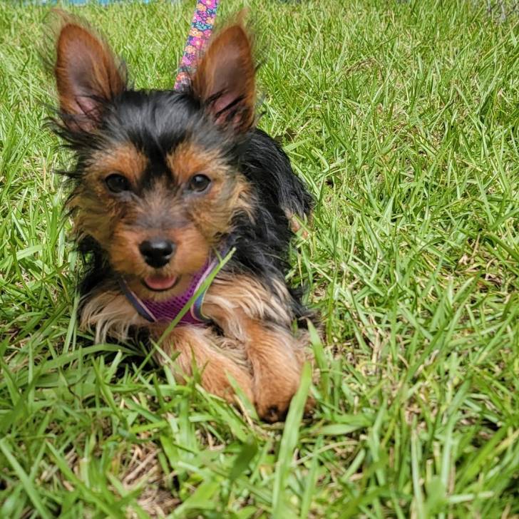 Un Jorkie au pelage bicolore, allongé sur un terrain herbeux et qui est tenu en laisse 