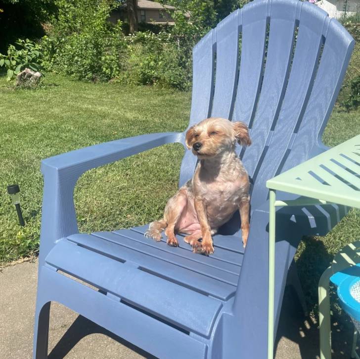 Un Jorkie assis sur une chaise en plastique et semblant détendu 