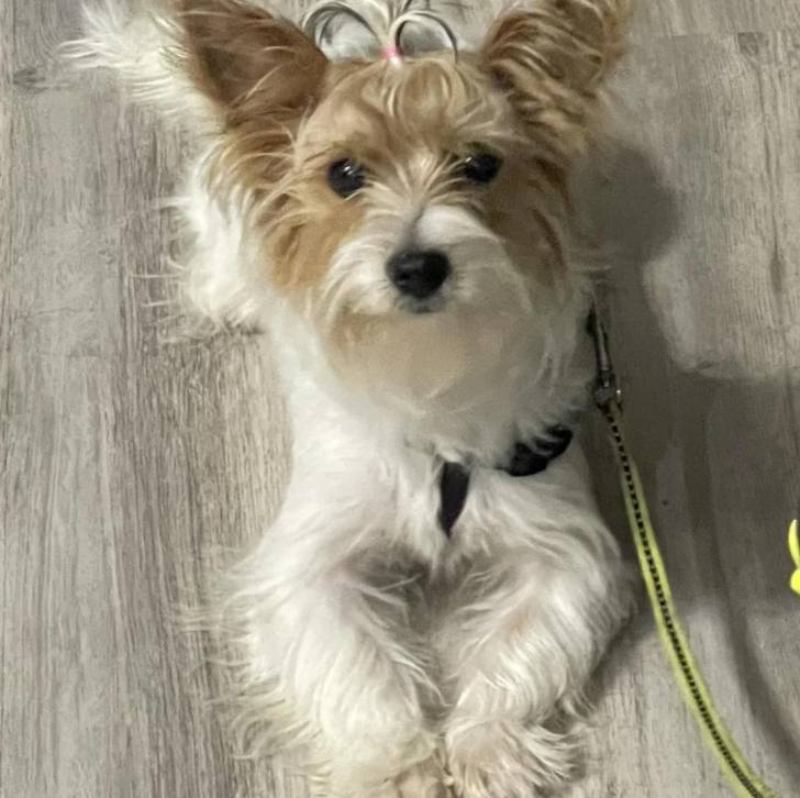 Un Jorkie au pelage bicolore, allongé sur un plancher et qui est tenu en laisse 