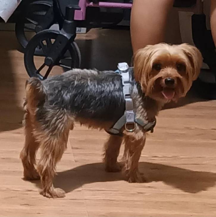 Un Jorkie au pelage bicolore, sur un plancher et portant un harnais 