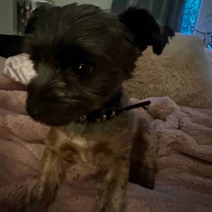 Un Jorkie au pelage bicolore, allongé sur un lit et portant un collier autour du cou 