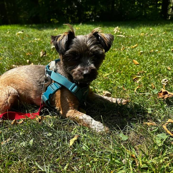Un Jorkie au pelage bicolore, allongé sur une surface herbacée et portant un harnais 