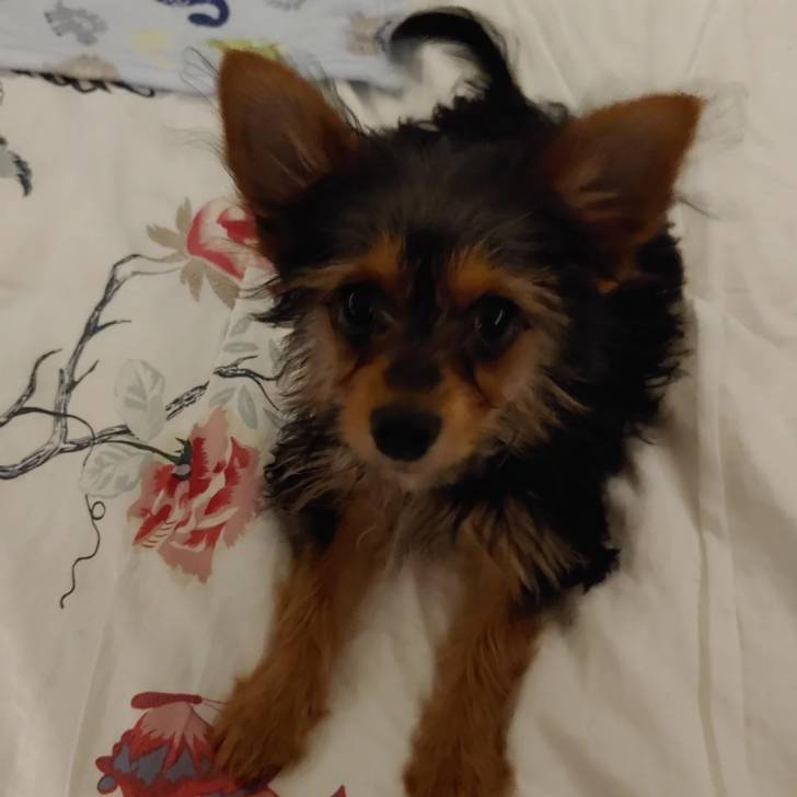 Un Jorkie au pelage bicolore, allongé sur un lit et regardant la caméra