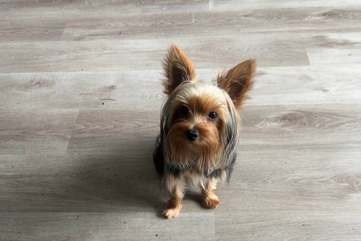 Un Jorkie assis sur un plancher et regardant vers la caméra 