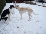 mes barzoi dans la neige - Barzo&iuml;