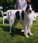 Nirof - Barzoï Mâle (10 ans)