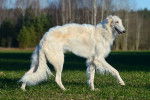 Un beau Barzoï blanc marche dans l'herbe
