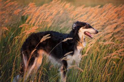Un Barzoï debout dans un champ de blé