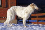 Un Barzoi blanc debout dans la neige
