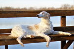 Un Barzoï allongé sur un banc 